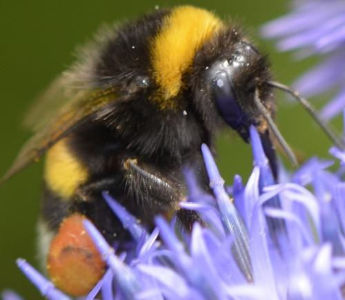 Bombus sp.